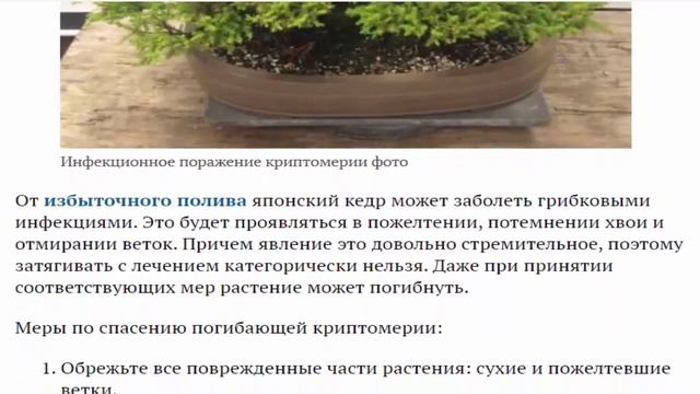 Дерево криптомерия японская или японский кедр Уход в домашних условиях и открытом грунте смотреть онлайн