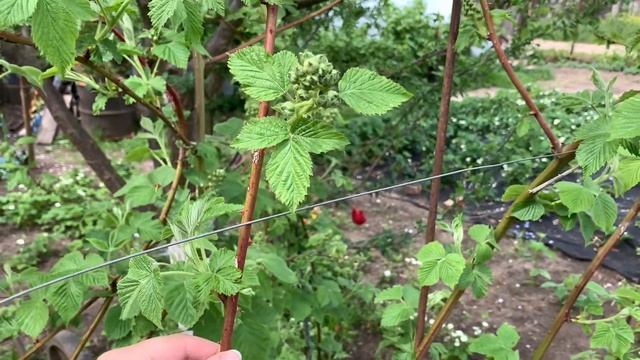 ПОДВЯЗКА РАСТЕНИЙ ЗА 1 СЕКУНДУ Степлер тапенер ОБЗОР РАСПАКОВКА смотреть онлайн