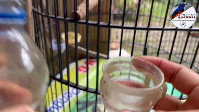 Solusi Mudah Mengatasi Murai Batu Serak,Bisu,Pilek,Suara Melempem,Burung Dokor Macet Bunyi смотреть онлайн