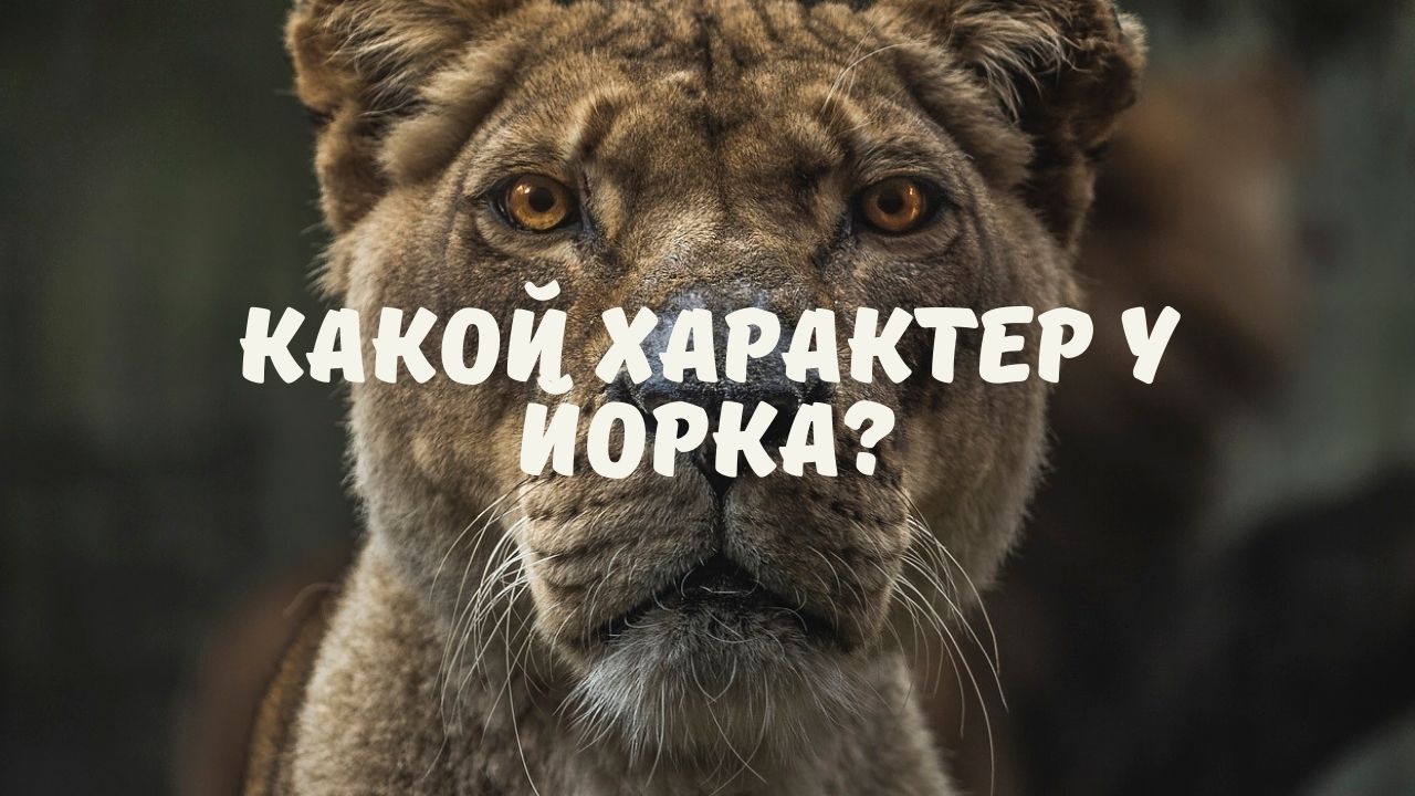Какой характер у Йорка?