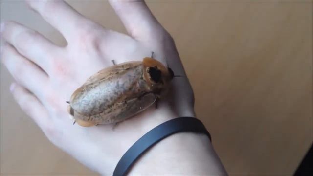 Archimandrita tesselata Y1 смотреть онлайн