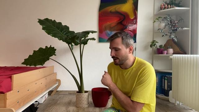 Repotting My Huge Alocasia Portodora (Alocasia Soil Tips)