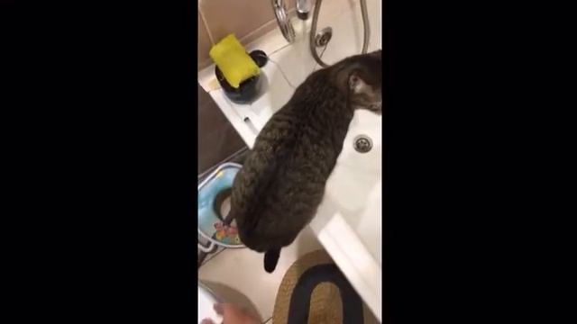 Гуглозвучка #котэ#угар# смотреть онлайн