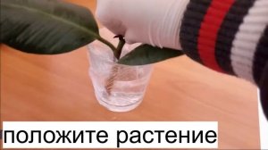 Фикус каучуконосный размножение черенками!Как он вырос через 1,5 года!https://youtu.be/JxZQIaX8y8I