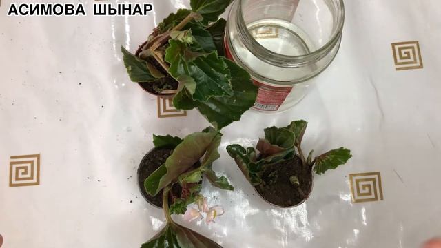 Бегония гүлінің отросткасын отырғызу#түйнектібегония смотреть онлайн