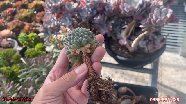 Nhanh tay săn sen đá rẻ đẹp | succulent Gia Nghia смотреть онлайн
