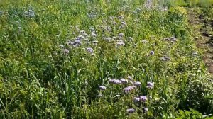 Сеять костер, клевер, люцерну, овес разбрасывая и заборонить.