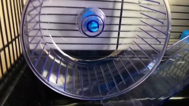 Хомячки джунгарские . Клетка с лабиринтами для хомяков . смотреть онлайн