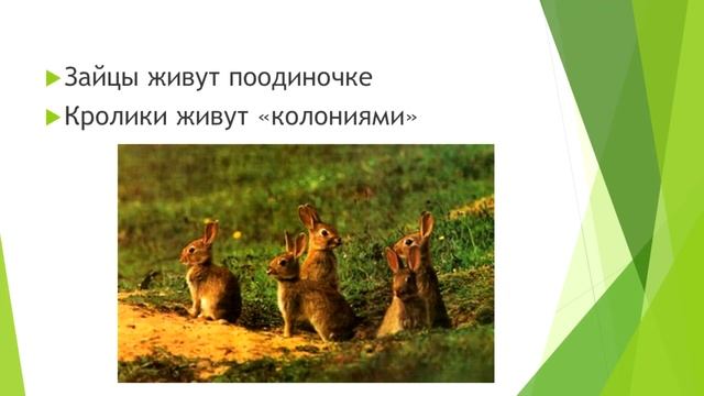 Иван Белянин. Видео к проекту «Чем отличается заяц от кролика» смотреть онлайн