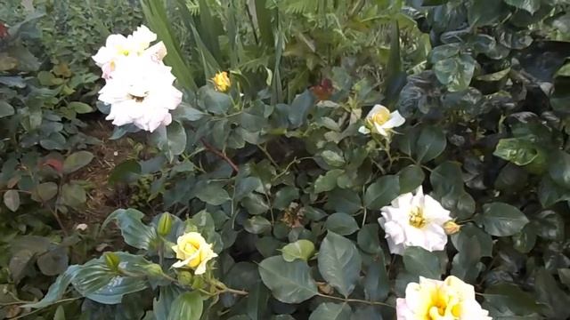 Rose Michel Serrault Meipicoti Meilland roses смотреть онлайн