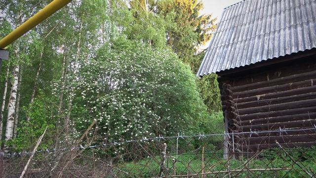 ПЕНИЕ ПТИЦ. УТРО НА ДАЧЕ 3.30 УТРА. смотреть онлайн