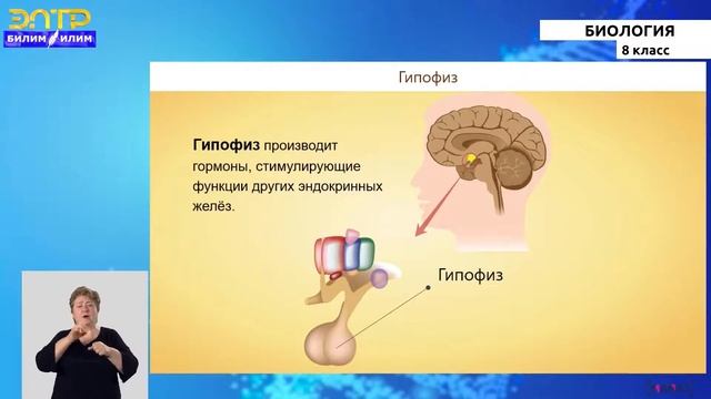 8-класс | Биология | Регуляция процессов жизнедеятельности смотреть онлайн