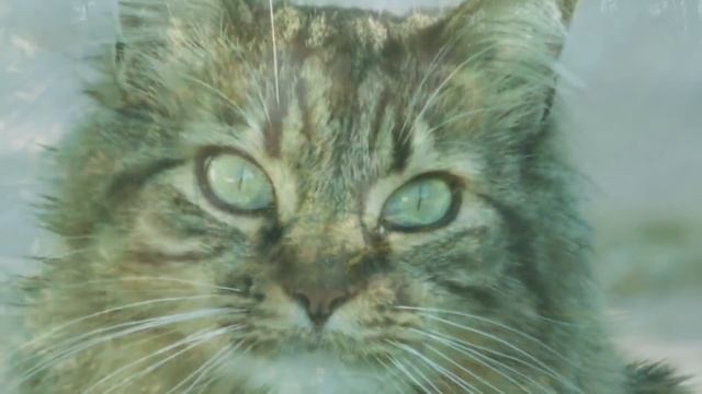 Peaceful Relaxing Instrumental Music, Piano Soothing Music With Birds Singing