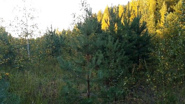 Вечером в лесу. ч.4. Август 2023 смотреть онлайн