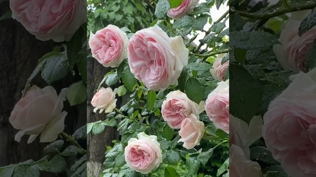 #shorts 16-02-2024 Я все чаще думаю о лете…..мои розы в домике у моря смотреть онлайн
