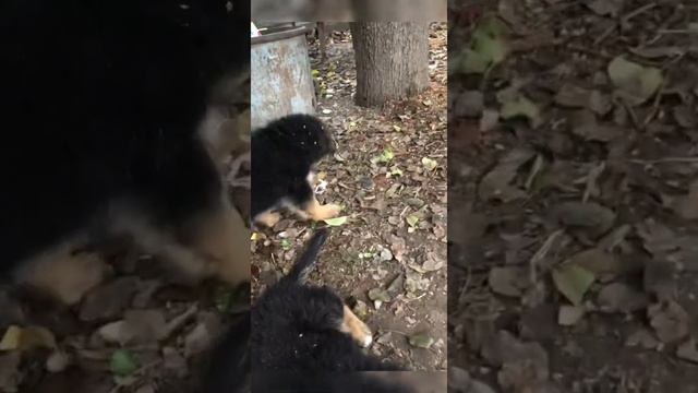 Добываем глюкозамин из натуральных продуктов👌. Детям 2 месяца и 1 день смотреть онлайн