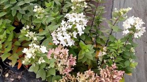 Новинка Гортензия Ливинг Тач Оф Пинк! Особенности сорта и обрезки сорта! #гортензия #садполтавы