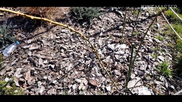 Как перезимовали розы без укрытия смотреть онлайн