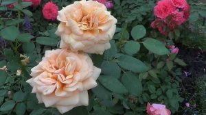 Повторное цветение роз 16 августа 2021г. Rosarium Utersen,Royal Parks