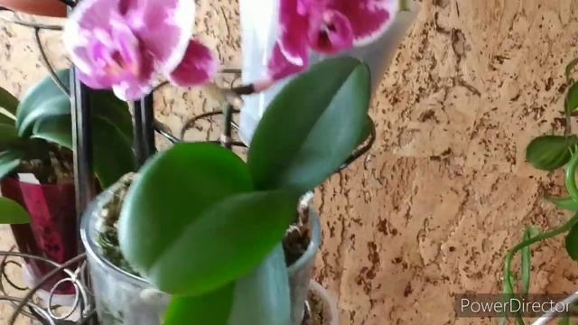 Летнее цветение моих орхидей. смотреть онлайн