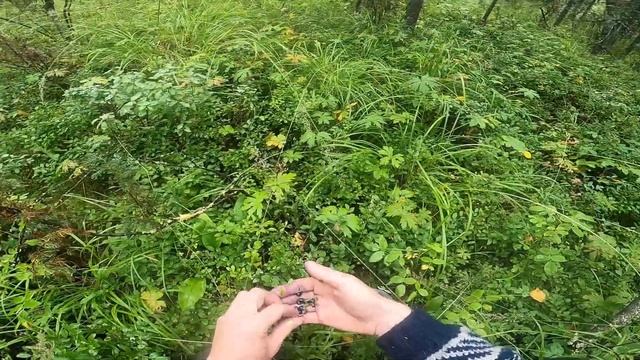 Прогулка за ягодой в северном лесу смотреть онлайн