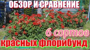 Сравнение и обзор шести красных сортов роз.