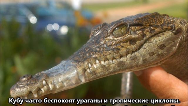 T42CH Куба. С сайта dxnews.com смотреть онлайн