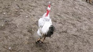 Если куры зажирели что делать....