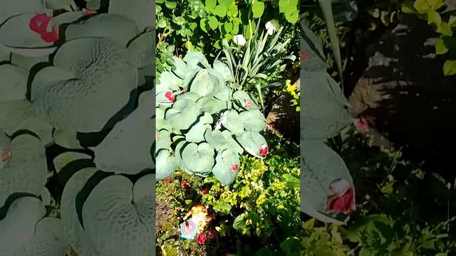 Клумба у подъезда круглый год!!! смотреть онлайн