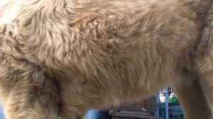 Дрессировка кавказской овчарки.урок.личный оппыт)