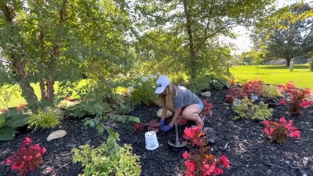 Planting Proven Winners Primo Peach Berry Ice Heuchera in my Island bed! Adding some perennial red! смотреть онлайн