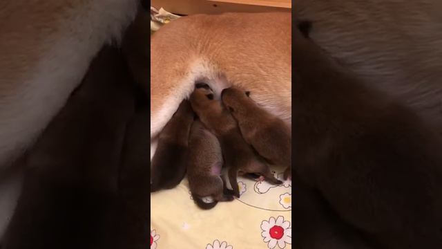 Щеночки Сиба ину 1 день. Новогоднее🌲 чудо💞 смотреть онлайн