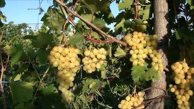 Белоснежка на сеянце смотреть онлайн