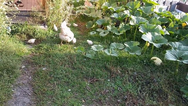 Про нашу курочку - красотулечку, и ее прекрасных цыпляток! смотреть онлайн