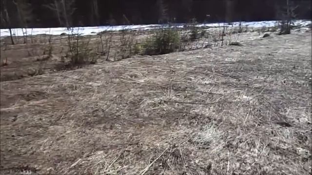 Копия видео "Весна в лесу" смотреть онлайн