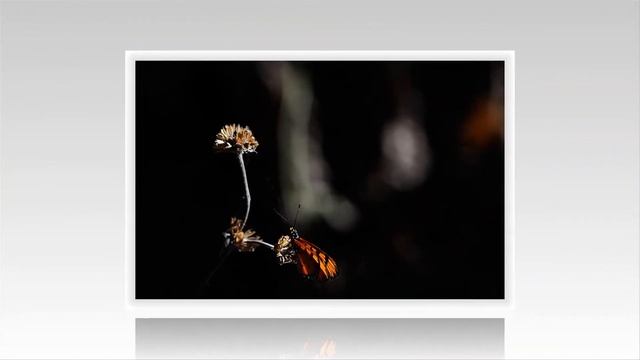 Carl Zeiss Jena Sonnar 135mm f/4 | Spec and Sample photo смотреть онлайн