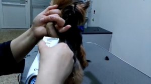 Часть 2. Стрижка йорка штаны (лапы) машинкой codos cp-9600