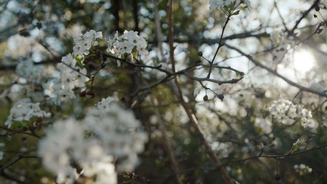 Canon EOS-1DX Mark III | 10 Bit & Raw | Test смотреть онлайн