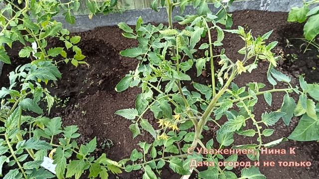 ТОМАТЫ ОБОЖАЮТ ЭТУ ОРГАНИЧЕСКУЮ ПОДКОРМКУ! ПОМИДОРЫ ЗАСЫПЛЮТ ВАС УРОЖАЕМ РАНЬШЕ СРОКА. смотреть онлайн