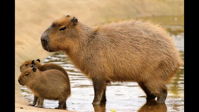 Interesting Facts about Capybara смотреть онлайн