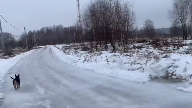 На дачу проверить ТУАЛЕТ. Зимние живые изгороди смотреть онлайн