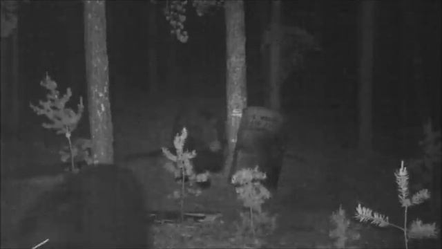 Медведи на приваде. Часть 3. Канада. смотреть онлайн