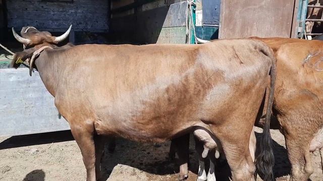 Бұзаулы сиырлар 02 07 2023 Алматы Бәйдібек би ауылы мал базар. смотреть онлайн