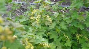 Обработка чёрной смородины перед цветением