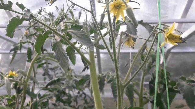 Обзор томата Полосатый Шоколад на 6 июля 2022 смотреть онлайн