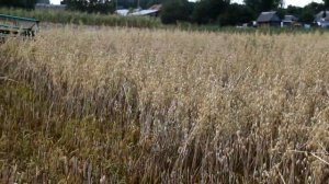 МИНИ-КОМБАЙН ИЗ МОТОБЛОКА