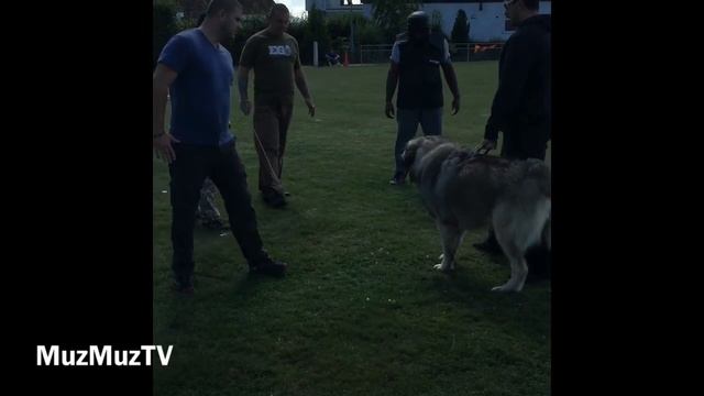 Caucasian Ovcharka takes on four man and head bite in muzzle смотреть онлайн