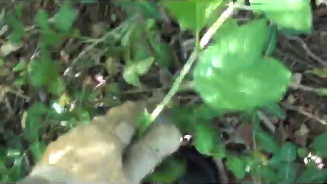 how to ID & remove poison ivy naturally & toxin free смотреть онлайн