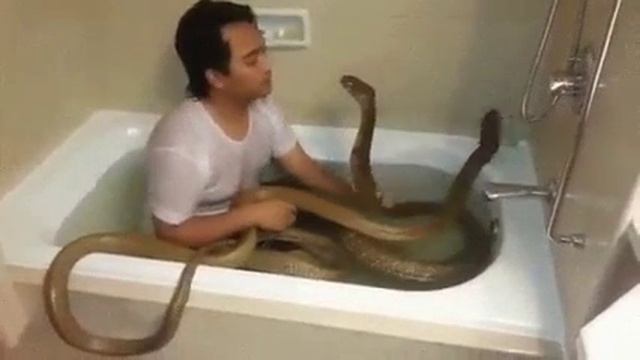 змея дружить друг другу смотреть онлайн