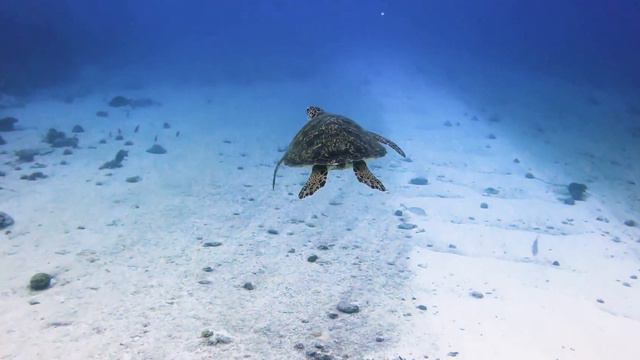 Beautiful Nature Clip For Relax. Очень красивый клип. Природа#meditation #nature #animals